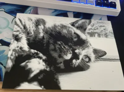 Black and white Cat 2d Art