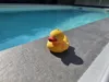 Floating Duck single color NO AMS