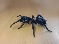Modèle de fourmi noire de jardin — photo 2