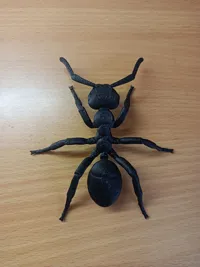 Modèle de fourmi noire de jardin — photo 3