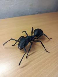 Modèle de fourmi noire de jardin — photo 5
