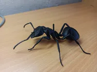 Modèle de fourmi noire de jardin — photo 4