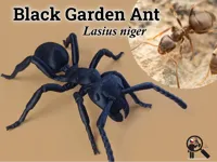 Modèle de fourmi noire de jardin — photo 1