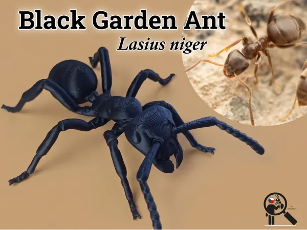 Modèle de fourmi noire de jardin
