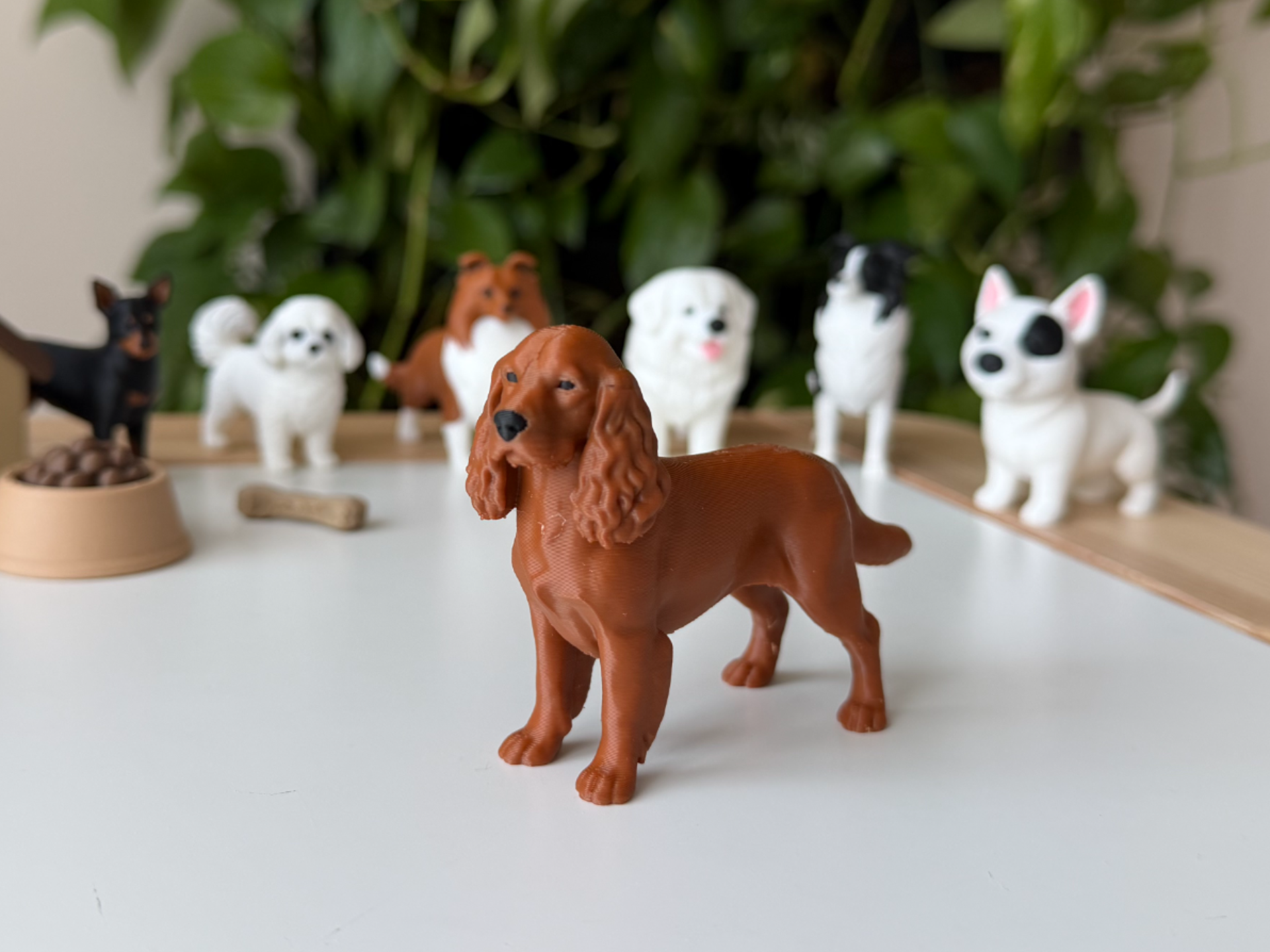 Cocker Spaniel