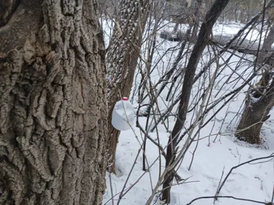 tap  to collect maple sap
