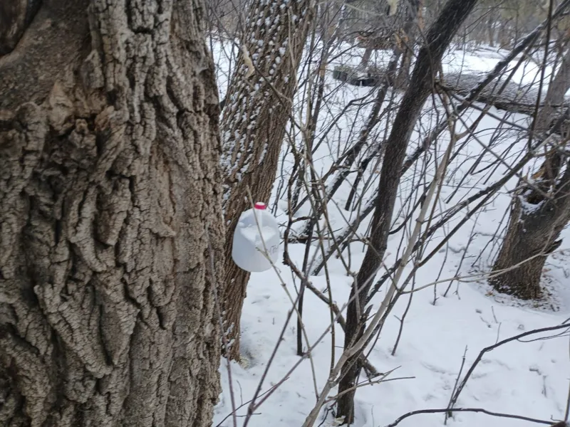 tap  to collect maple sap