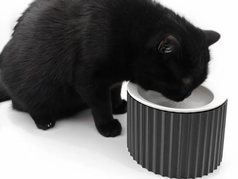 Cat Bowl 丨 The Roman Pillar 罗马御膳柱 