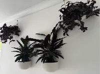 Wall-Mounted Planters 0.2mm layer, 2 walls, 15% infill