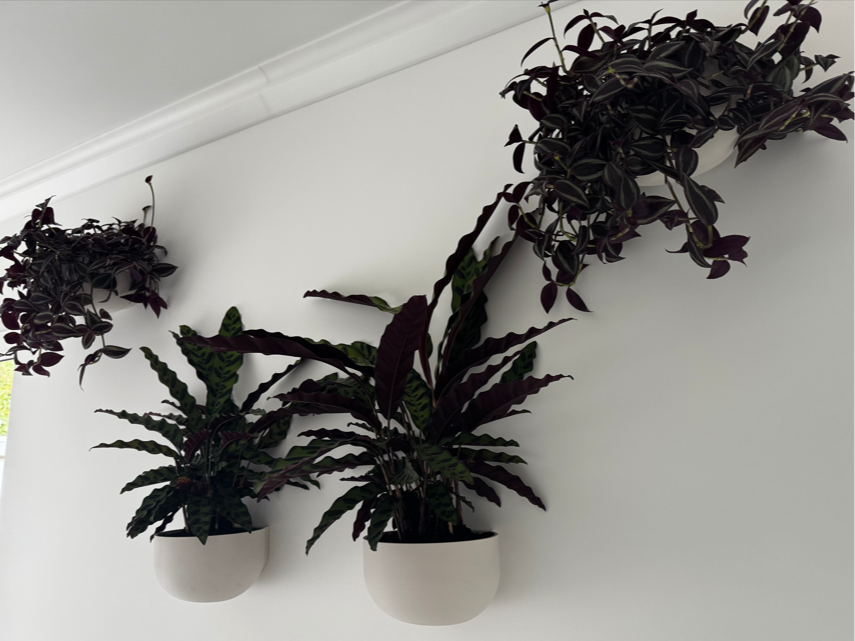 Wall-Mounted Planters