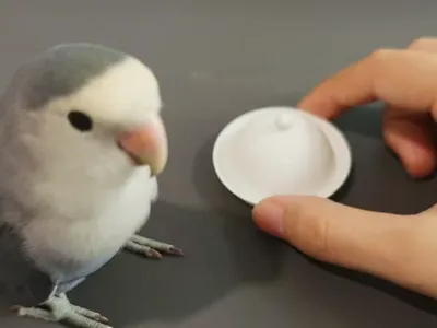 Parrot Interactive Nesting Feeding Plate