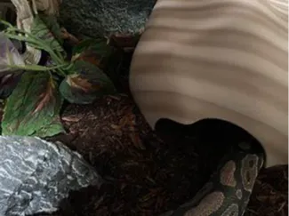 Serpent Sanctuary: The Large 3D Printed Snake Hide