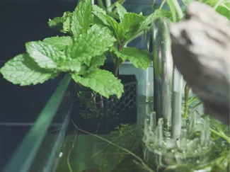 Fish tank corner planter
