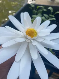 Marguerite réaliste — photo 3