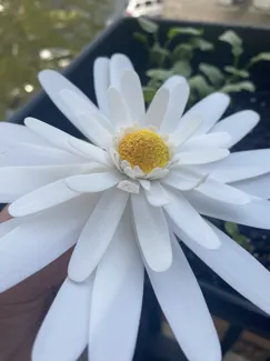 Realistic Daisy
