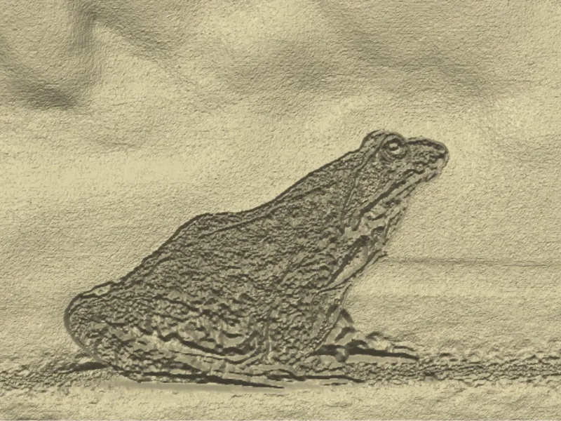 frog 