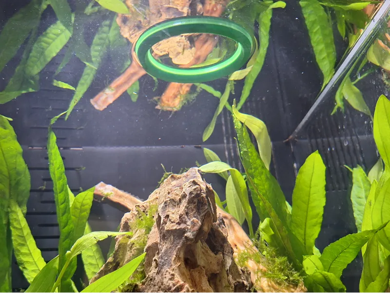 Aquarium Fish feeder - Small Medium Large