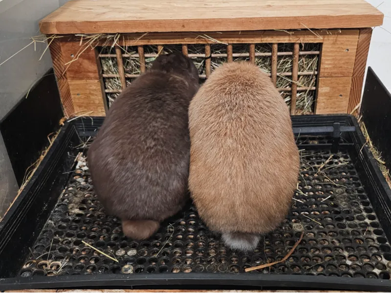 Grille Ratelier Lapin