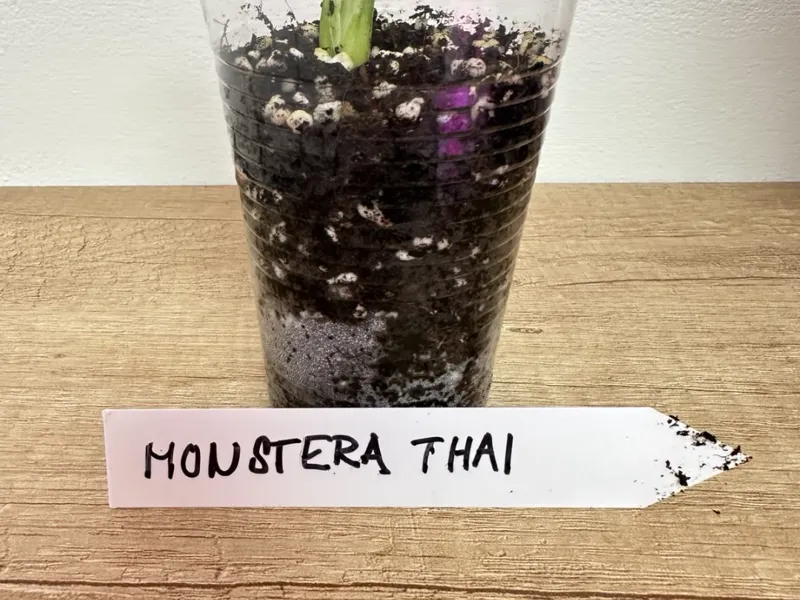 Printable (Plant) Label Tag