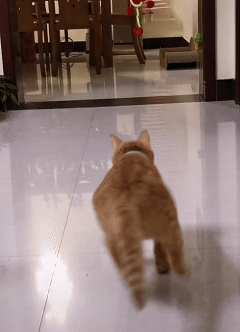 猫咪项圈-追不上的激光