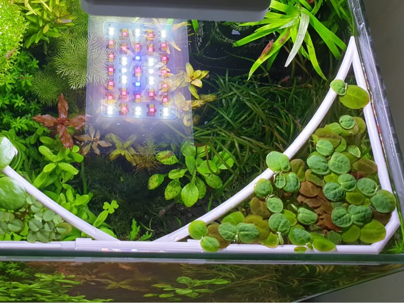 Aquarium holder for floating plants