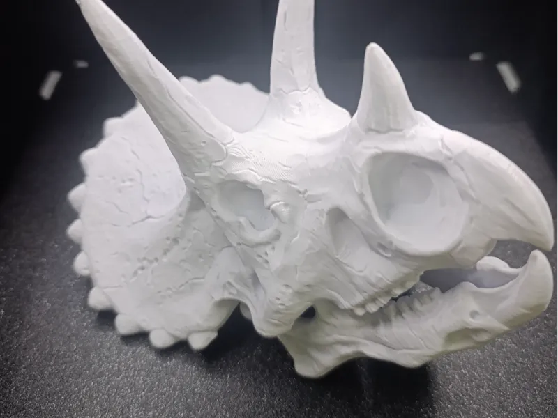 Triceratops skull