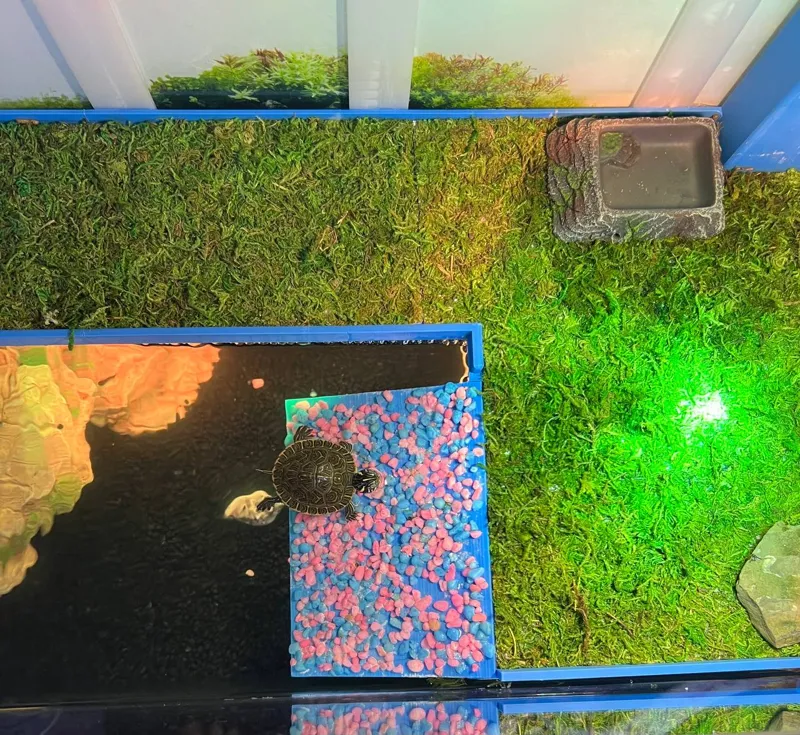 Wasserschildkröten Insel