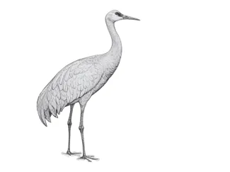 Sandhill Crane Line Art -- Hueforge