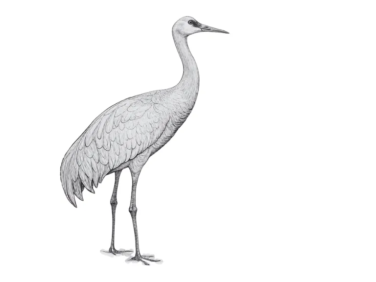 Sandhill Crane Line Art -- Hueforge