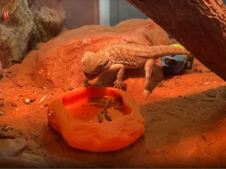Lizard Food Bowl