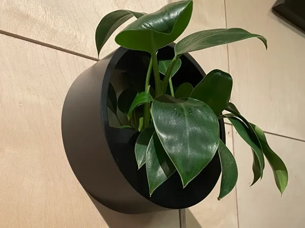 https://makerworld.bblmw.com/makerworld/model/US593c5e3178493/design/2025-01-23_d13564c68f26d.jpg