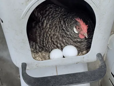 Fake Nesting Egg for Chicken coops 