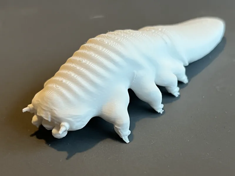 Demodex Mite Model