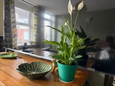 Simple Plant Pot