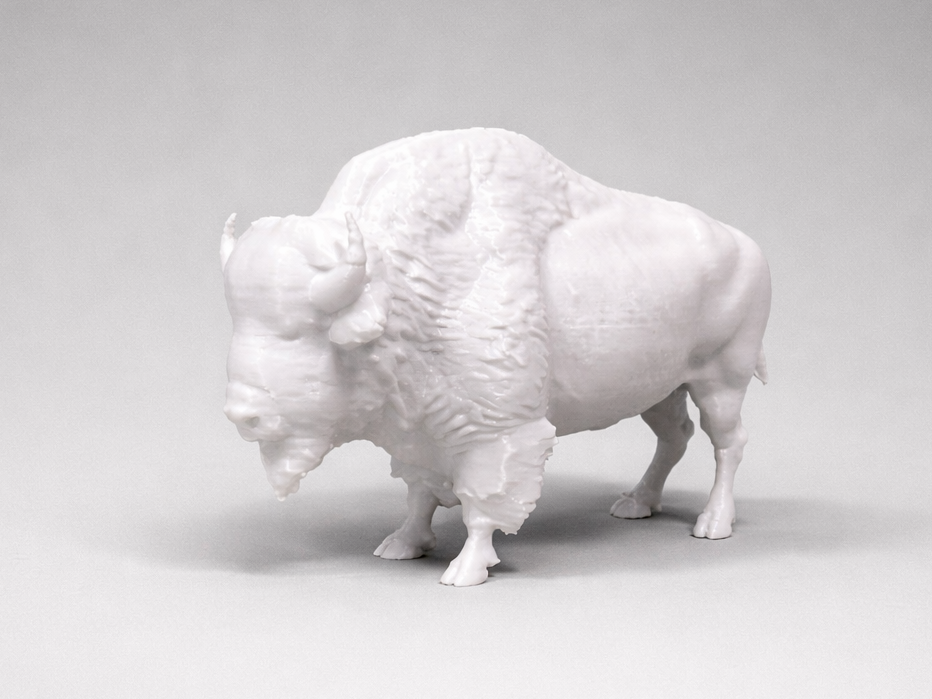 American Bison - Animal