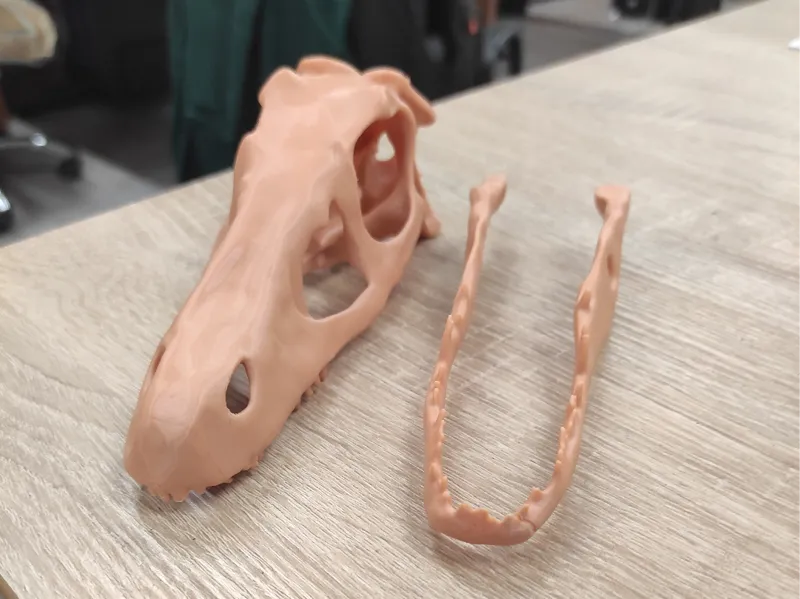 velociraptor skull