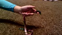 Dragon articulé — photo 5