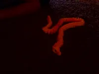 Dragon articulé — photo 1
