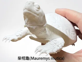 მუერმისის კუ 3D მოდელი thumbnail 1