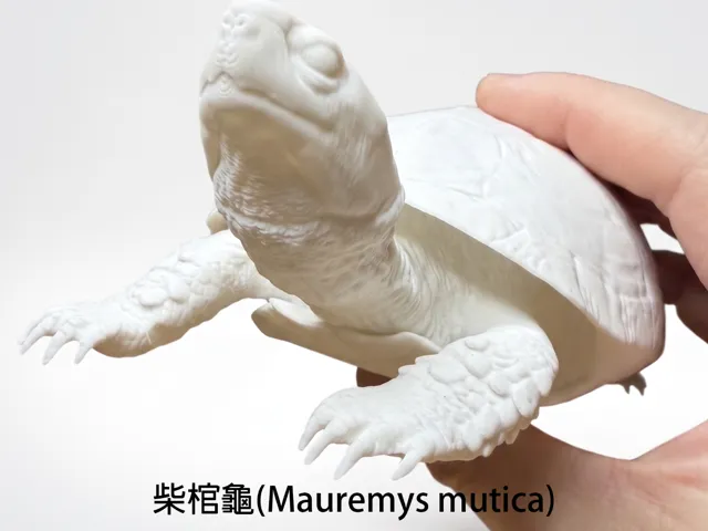 მუერმისის კუ 3D მოდელი