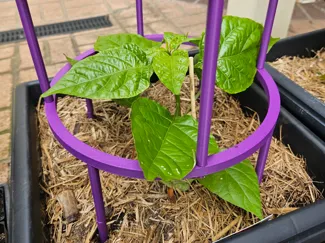Stackable Plant Support/Cage