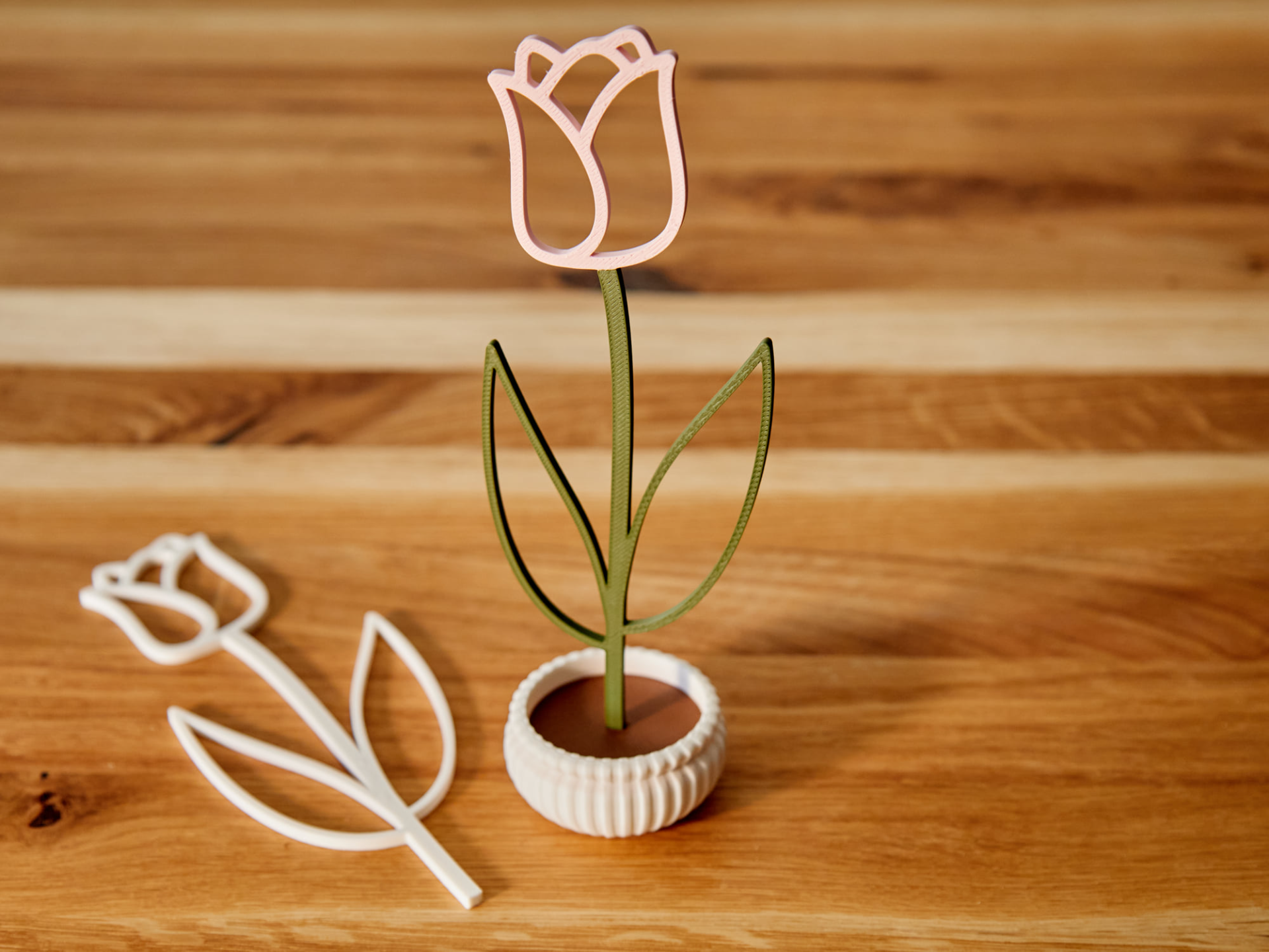 Tulpe im Topf - Tulip in a pot