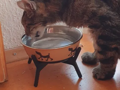 Cat Food Bowl Pedestal | Food Bowl Pedestal / Elevation