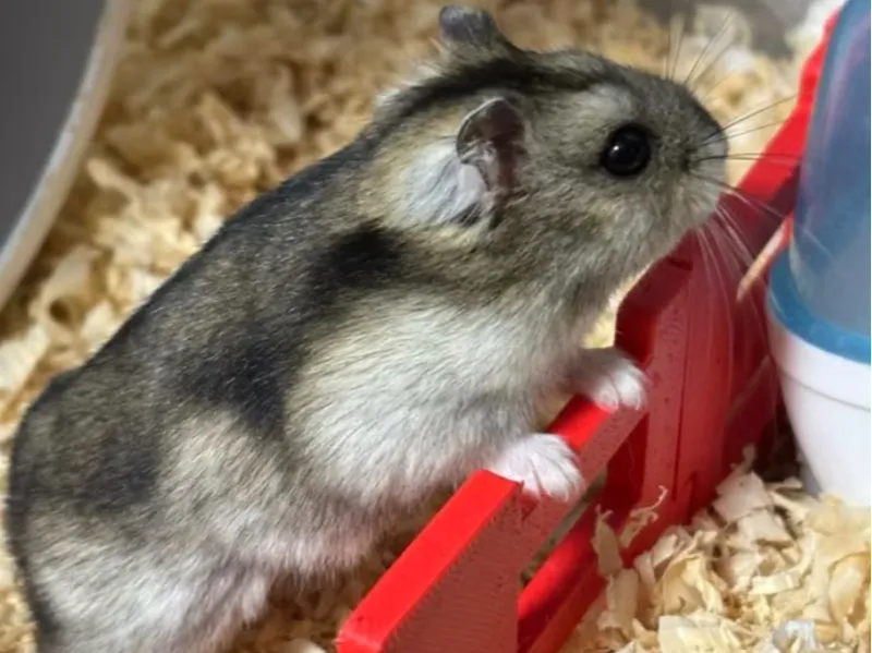倉鼠柵欄 Hamster fence
