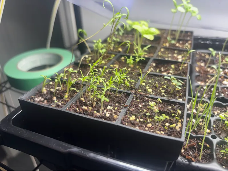 Easy-Lift Seedling Tray w/ Optional Ejector Plates