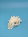 Magnified skull
