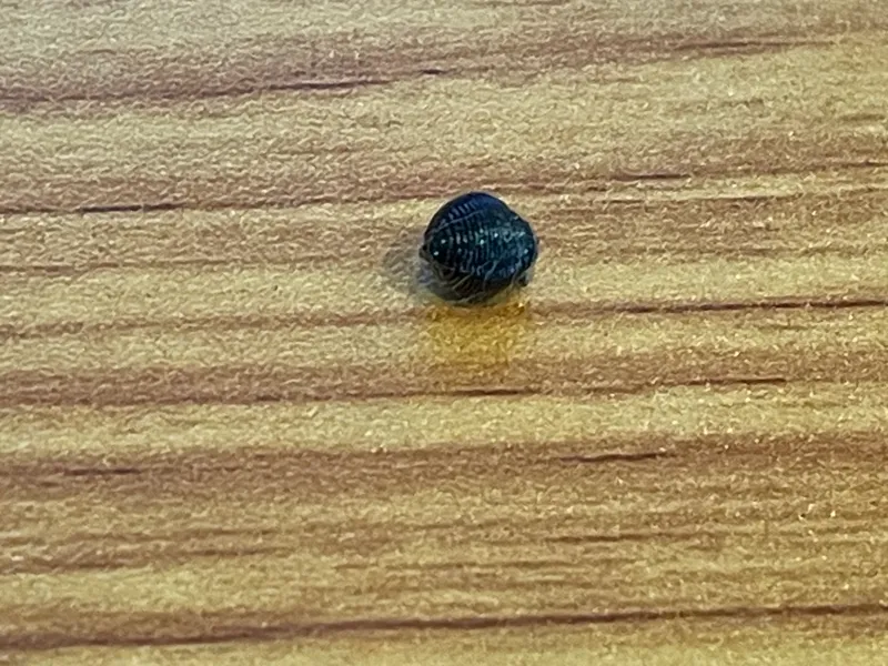 BB