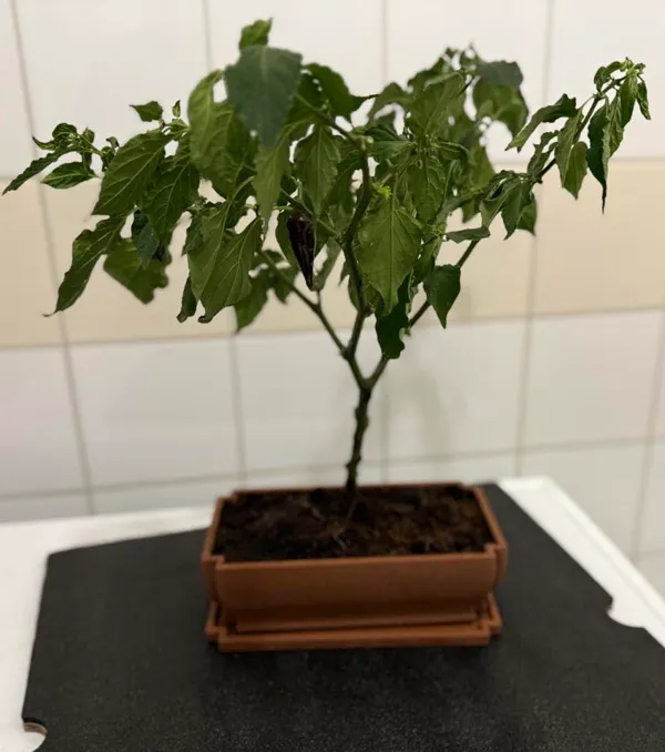 https://makerworld.bblmw.com/makerworld/model/US59cd1f707e6335/design/2024-11-25_685adfe988219.jpg