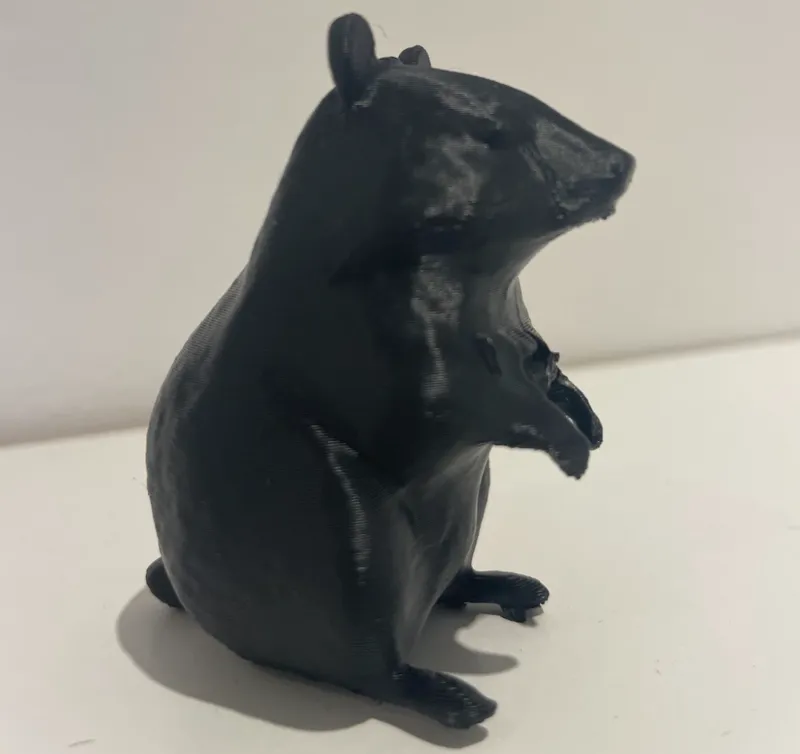 Quokka