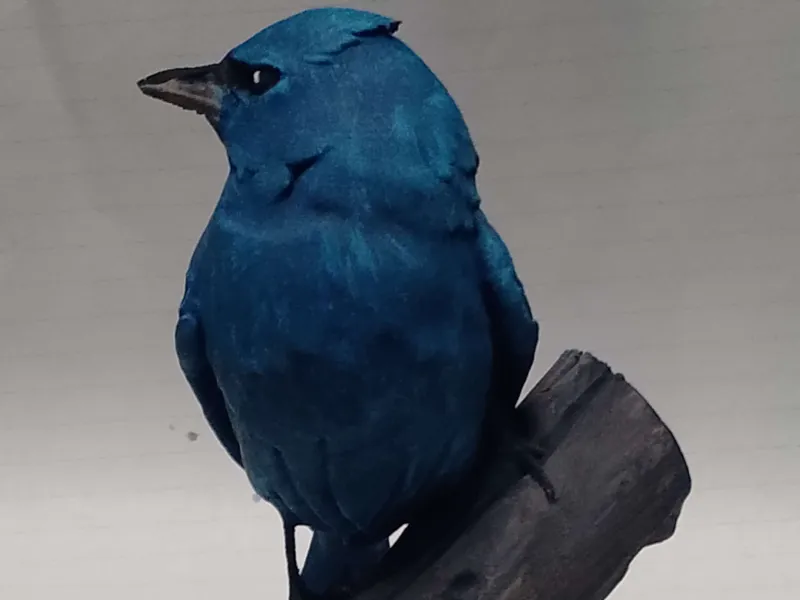 Indigo Bunting (AI Model)